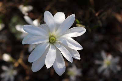 Magnolia stellata - šácholan hvězdovitý - květ 4